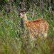 Fawn 120909